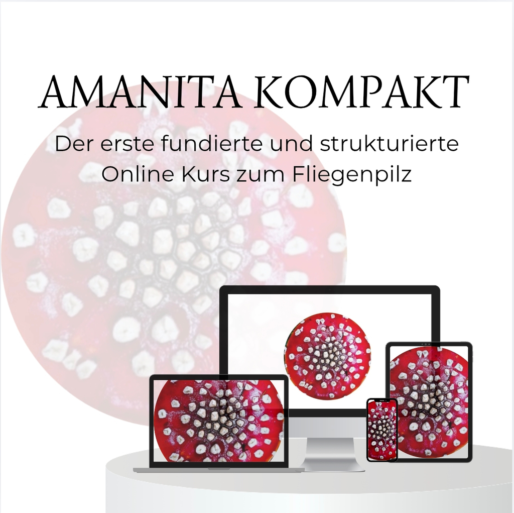 AMANITA KOMPAKT - Der erste fundierte und strukturierte Online Kurs zum Fliegenpilz