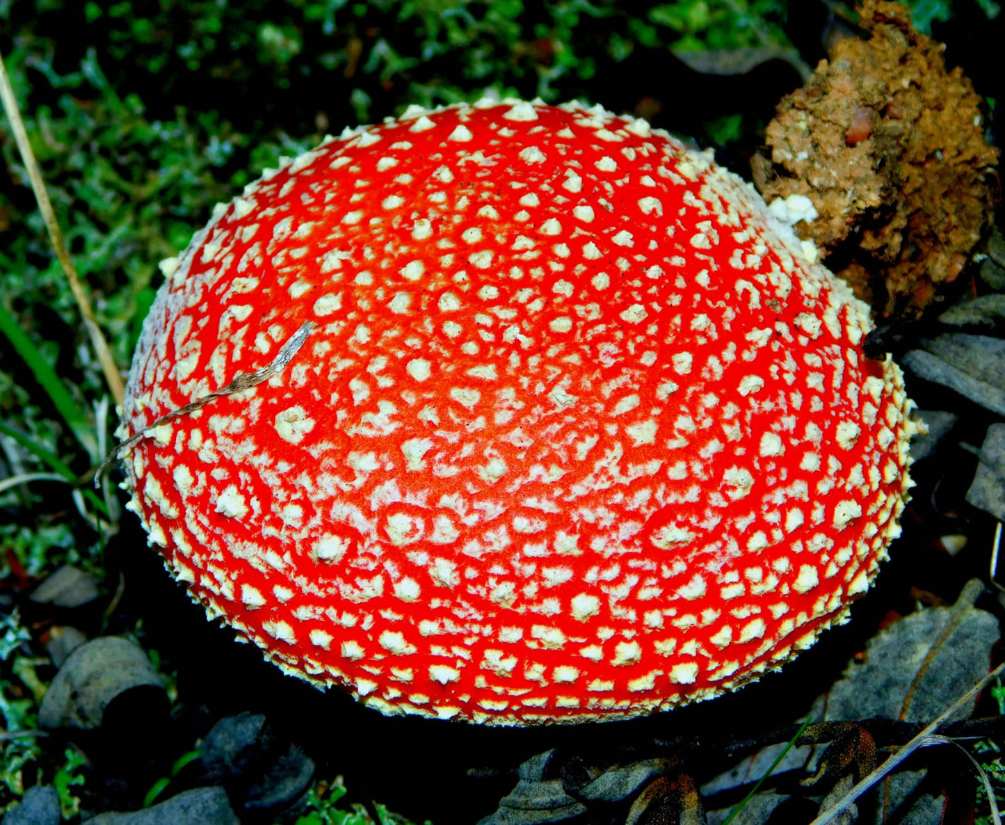 Fliegenpilzausbildung - Erwachen im Fliegenpilzkollektiv