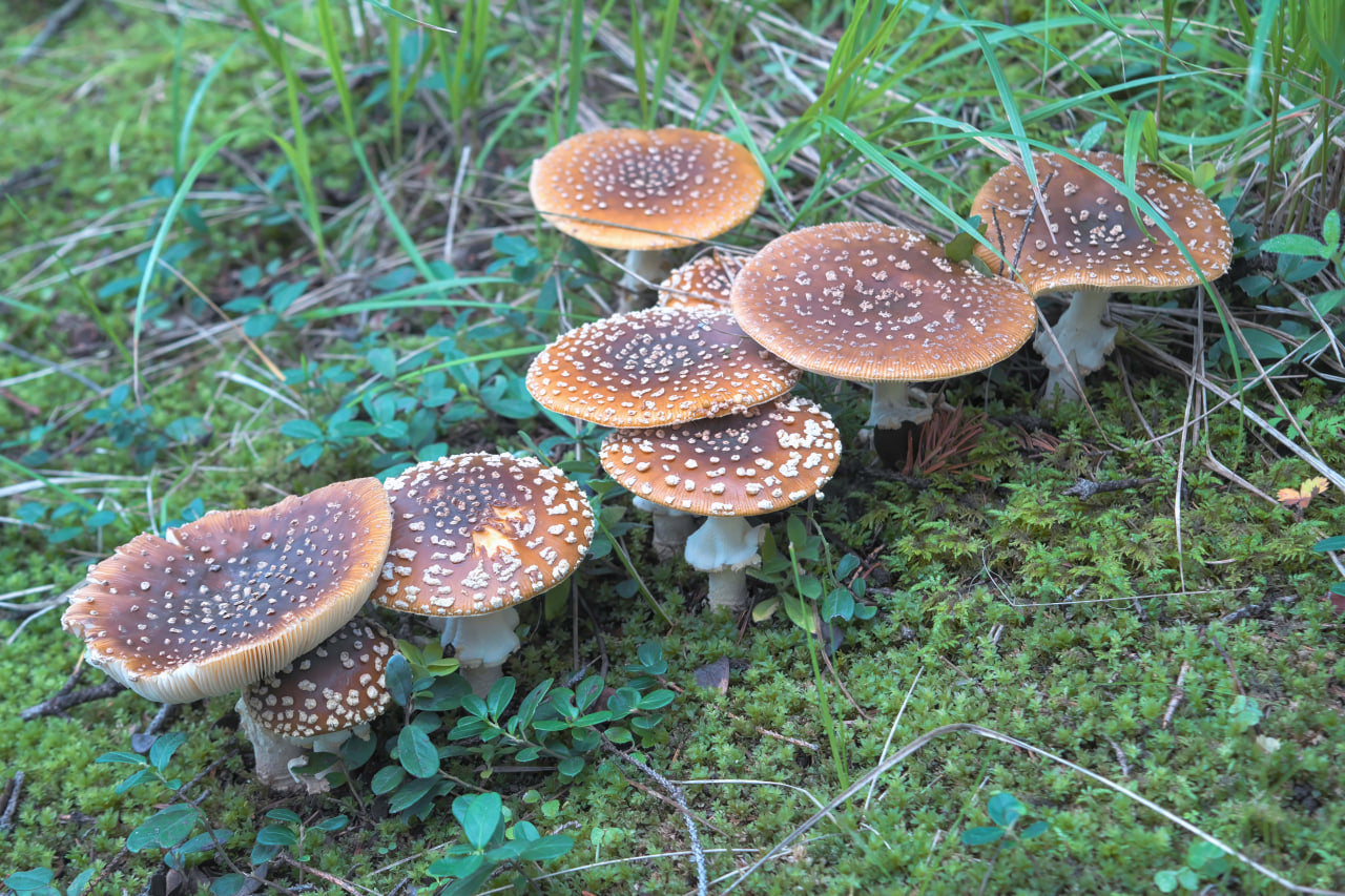 Königs-Fliegenpilz (Amanita Regalis)