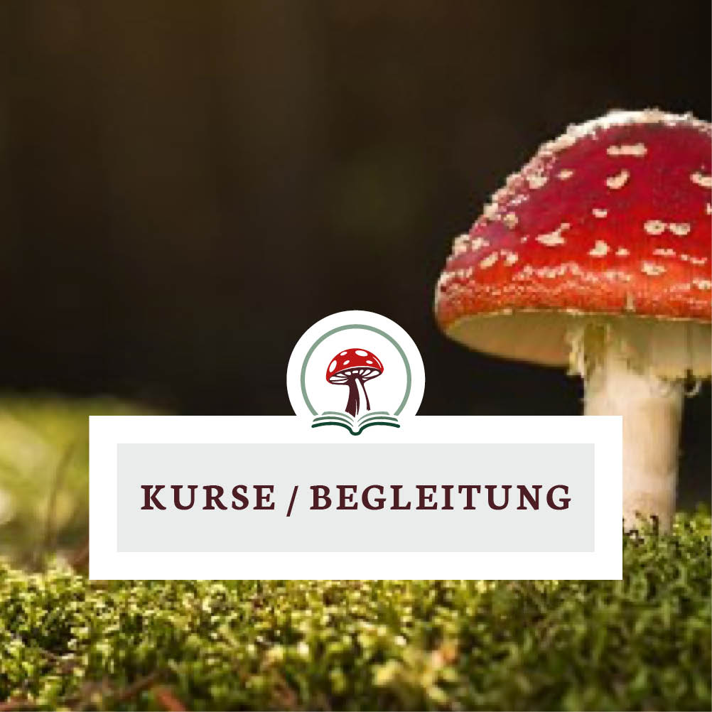 Kurse & Begleitung
