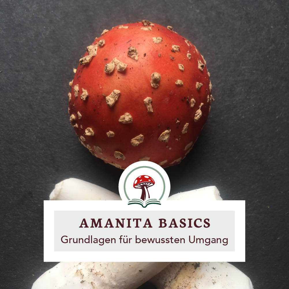 Fliegenpilz Basics · online · Winter '25