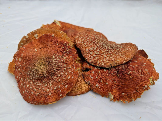 Fliegenpilze - (Amanita Muscaria)