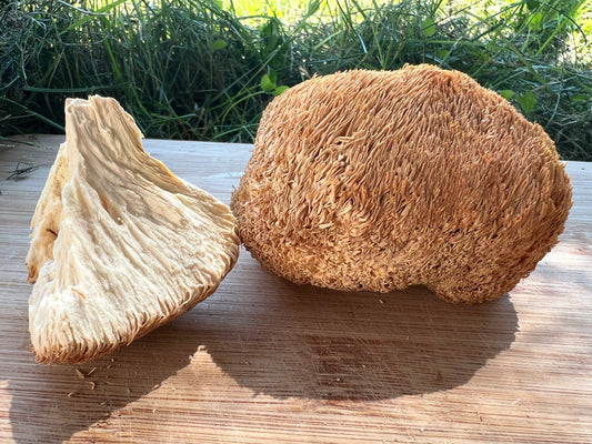 Hericium/Lionsmane Fruchtkörper Wildsammlung