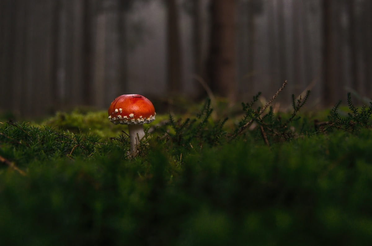Amanita Teeabend in Kärnten in kleiner Gruppe 13.11.2026 und 14.11.2026