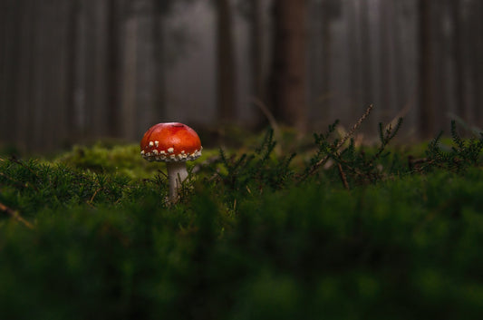 Amanita Teeabend in Kärnten in kleiner Gruppe 13.11.2026 und 14.11.2026