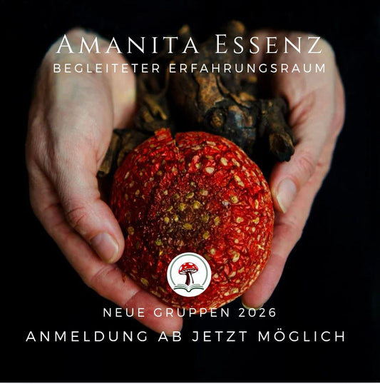 Amanita Essenz Erfahrungsraum · online · Ab 2026